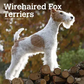 Wirehaired Fox Terriers. 2020 Wall Calendar/***